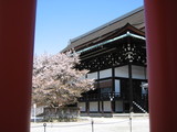 左近の桜.JPG