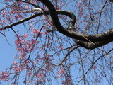 枝垂れ桜.JPG